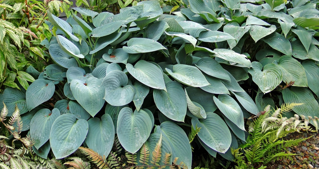 Blue Cadet Hosta : 1 Gallon