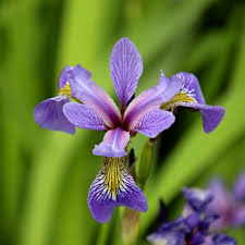 Blue Flag Iris : 1 Gallon
