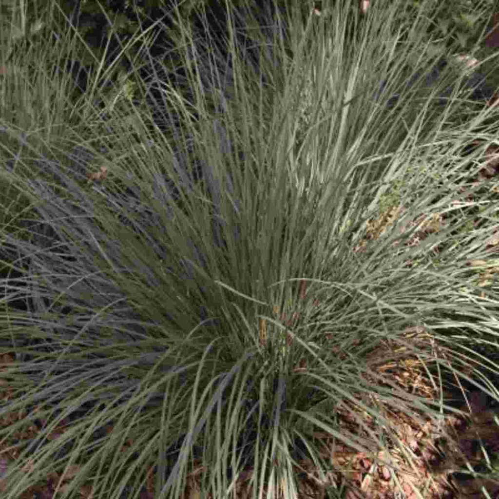 Blue Oat Grass : 1 Gallon