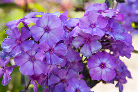 Blue Paradise Phlox : 1 Gallon