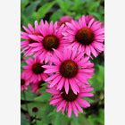 Bright Star Purple Coneflower : 1 Gallon