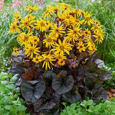 Britt Marie Crawford Ligularia : 1 Gallon