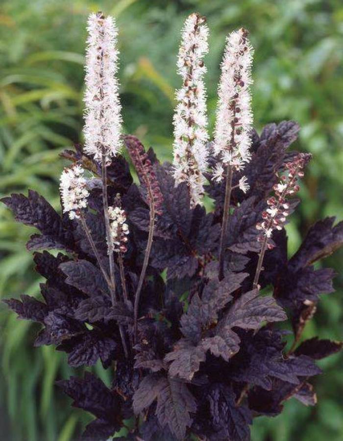 Brunette Snakeroot : 1 Gallon
