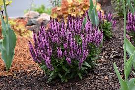 Bumbleberry Sage : 1 Gallon