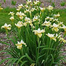 Butter & Sugar Iris : 1 Gallon