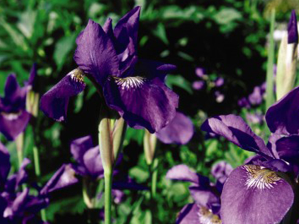 Caesar's Brother Iris : 1 Gallon