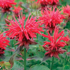Cambridge Scarlet Bee Balm : 1 Gallon