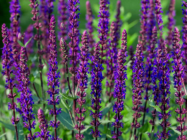 Caradonna Sage : 1 Gallon