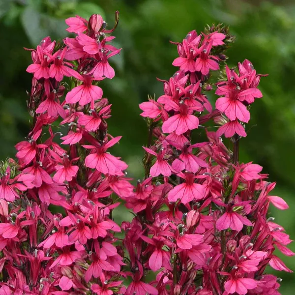 Deep Rose Cardinal Flower Lobelia : 1 Gallon