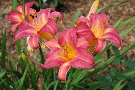 Cherry Cheeks Daylily : 1 Gallon