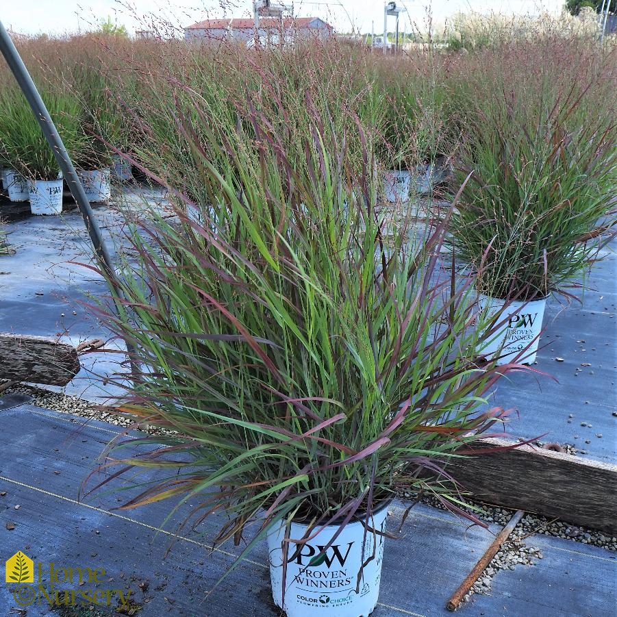 Cheyenne Sky Grass : 1 Gallon