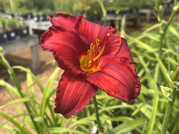 Chicago Apache Daylily : 1 Gallon