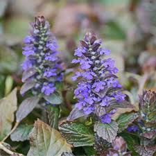 Chocolate Chip Ajuga/Buggleweed : 1 Gallon