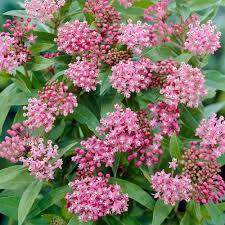 Cinderella Milkweed : 1 Gallon