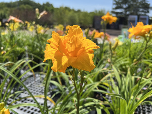 Condilla Daylily : 1 Gallon