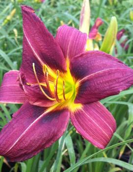 Cricket Daylily : 1 Gallon