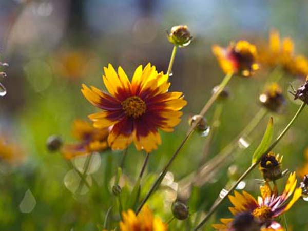 Daybreak TickSeed : 1 Gallon