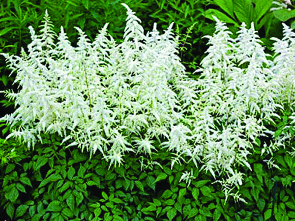 Deutschland Astilbe : 1 Gallon