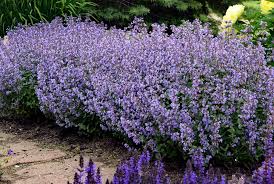 Early Bird Catmint : 1 Gallon