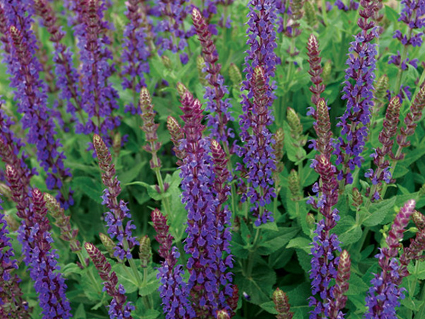 East Friesland Salvia : 1 Gallon