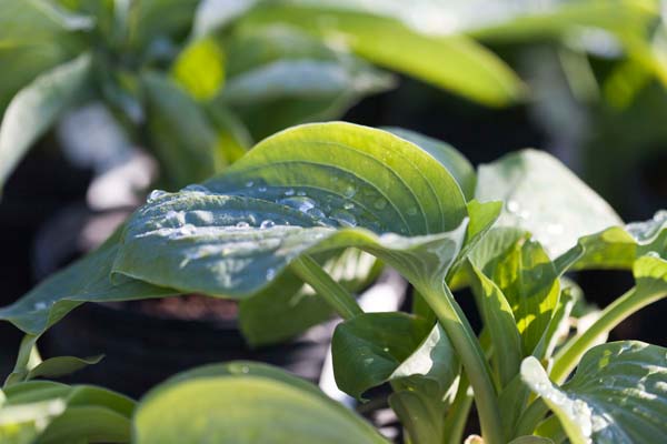 Elegans Hosta : 1 Gallon