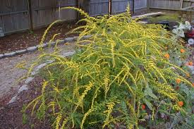 Fireworks Goldenrod : 1 Gallon