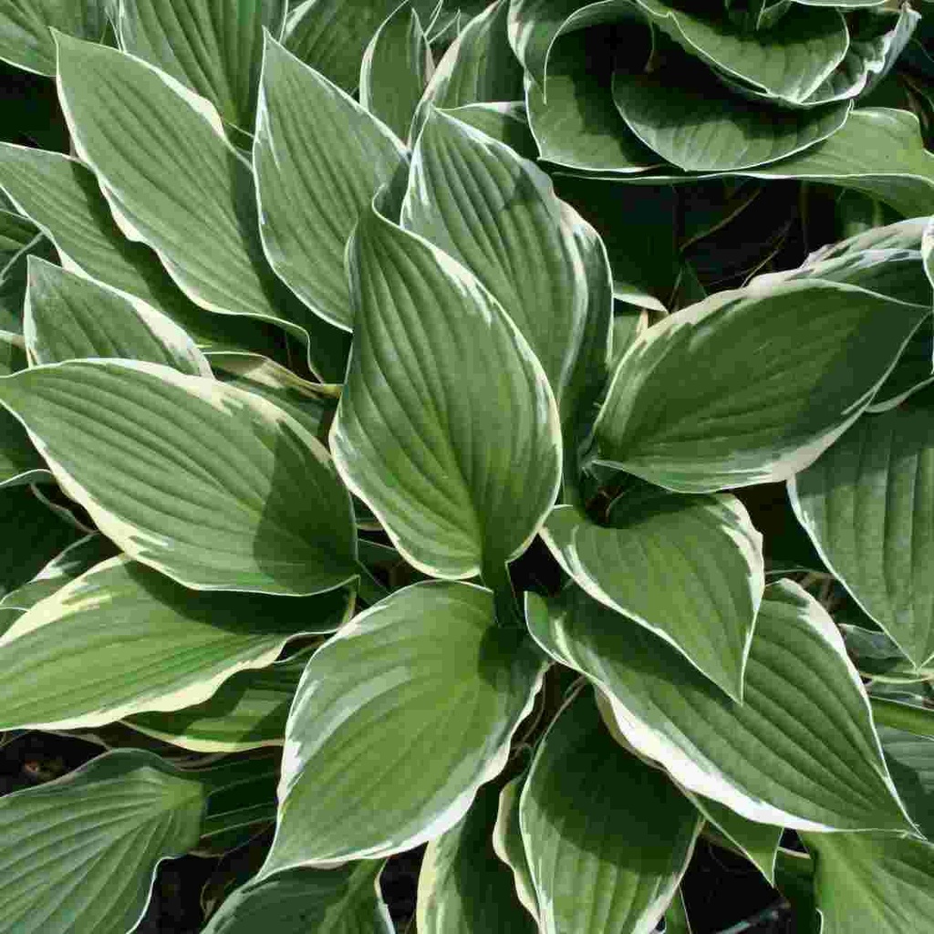 Francee Hosta : 1 Gallon