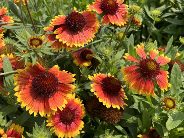 Goblin Blanket Flower : 1 Gallon