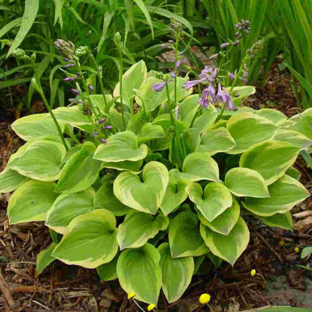 Golden Tiara Hosta : 1 Gallon
