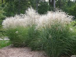 Graziella Maiden Grass : 1 Gallon