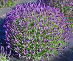 Hidcote Blue English Lavender : 1 Gallon