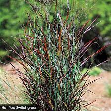 Hot Rod Switch Grass : 1 Gallon