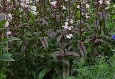 Husker Red Beardtongue : 1 Gallon