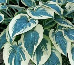 Blue Ivory Hosta : 1 Gallon