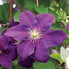 Jackmanii Clematis : 1 Gallon