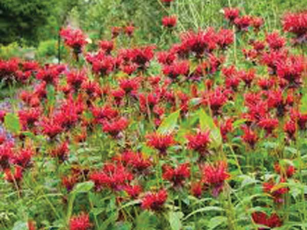 Jacob Cline Bee Balm : 1 Gallon