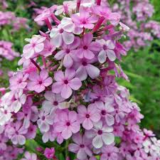 Jeana Phlox : 1 Gallon