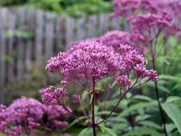 Joe Pye Weed : 1 Gallon
