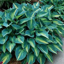 June Hosta : 1 Gallon