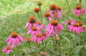 Kim's Knee High Coneflower : 1 Gallon