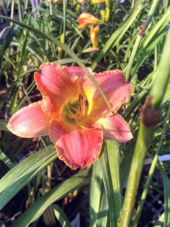 King Porcelain Daylily : 1 Gallon