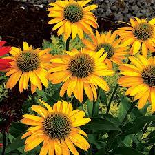 Kismet Yellow Coneflower : 1 Gallon