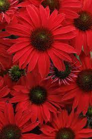 Kismet Red Coneflower : 1 Gallon