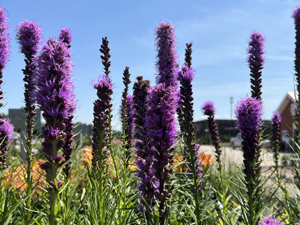 Kobold Liatris : 1 Gallon