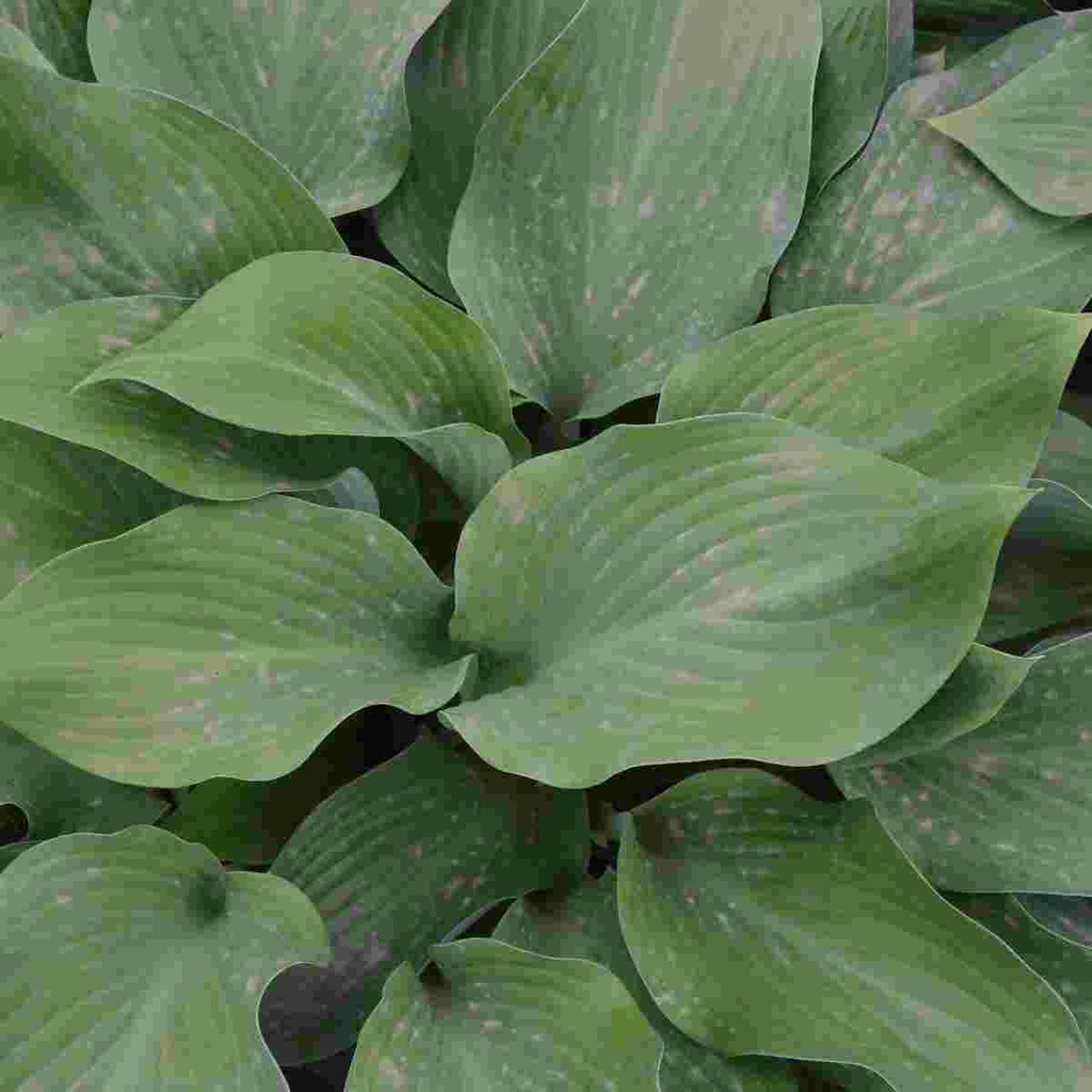 Krossa Regal Hosta : 1 Gallon