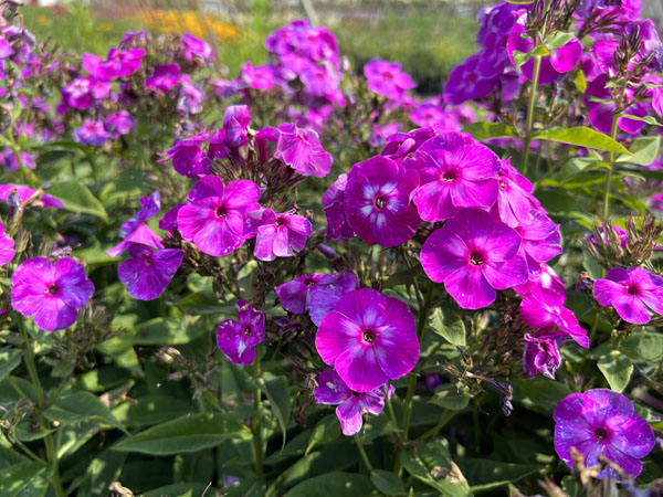 Laura Phlox : 1 Gallon