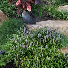 Lilyturf Liriope : 1 Gallon