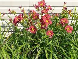 Little Business Daylily : 1 Gallon