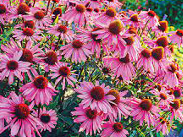 Magnus Purple Coneflower : 1 Gallon