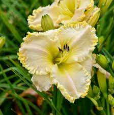 Marque Moon Daylily : 1 Gallon